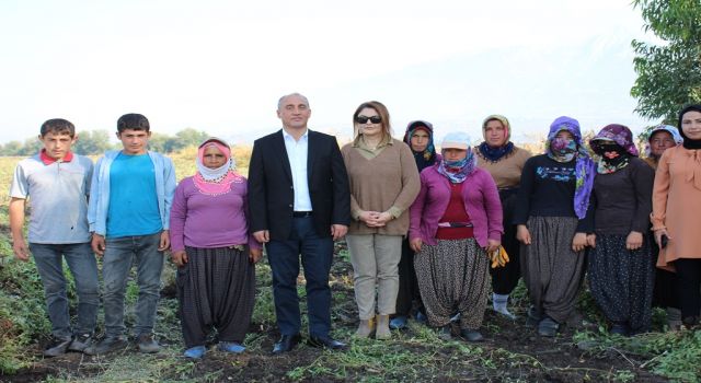 Düziçi Kaymakamı Turgay İlhan, yer fıstığı hasadına katıldı