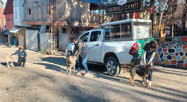 Hacer Burcu Yüceer, "Sokaktaki canlara umut olmaya devam ediyoruz"